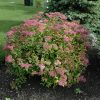 Goldflame Spirea #2 - Image 2
